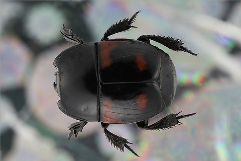 Hister beetle or possibly Hister quadrimaculatus Obtained from a collection that came from parts of Ukraine and Madagascar
Laowa 100 mm lens, f3.5, 1/6 sec, 100 ISO, 1.75X, 40 steps at 66 microns Geotagged,Hister quadrimaculatus,United States,Winter