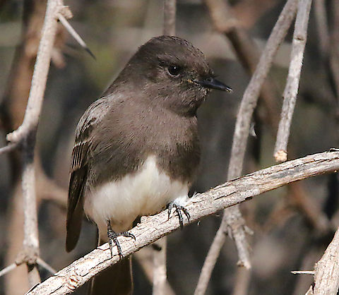 Black Phoebe or Sayornis nigricans  Black phoebe,Geotagged,Sayornis nigricans,United States,Winter