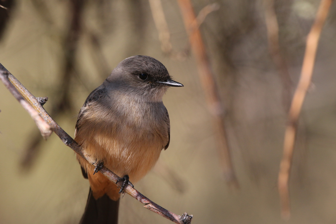 Female Vermilion Flycatcher or Pyrocephalus obscurus mexicanus  Geotagged,Pyrocephalus obscurus,Pyrocephalus rubinus,Scarlet flycatcher,United States,Vermilion flycatcher,Winter