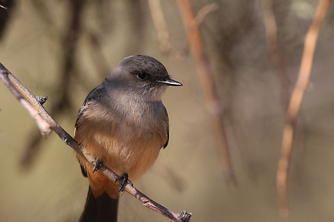 Female Vermilion Flycatcher or Pyrocephalus obscurus mexicanus  Geotagged,Pyrocephalus obscurus,Pyrocephalus rubinus,Scarlet flycatcher,United States,Vermilion flycatcher,Winter