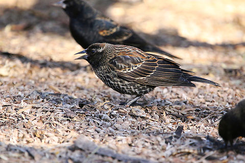 Female Red-winged Blackbird or Agelaius phoeniceus  Agelaius phoeniceus,Geotagged,Red-winged blackbird,United States,Winter