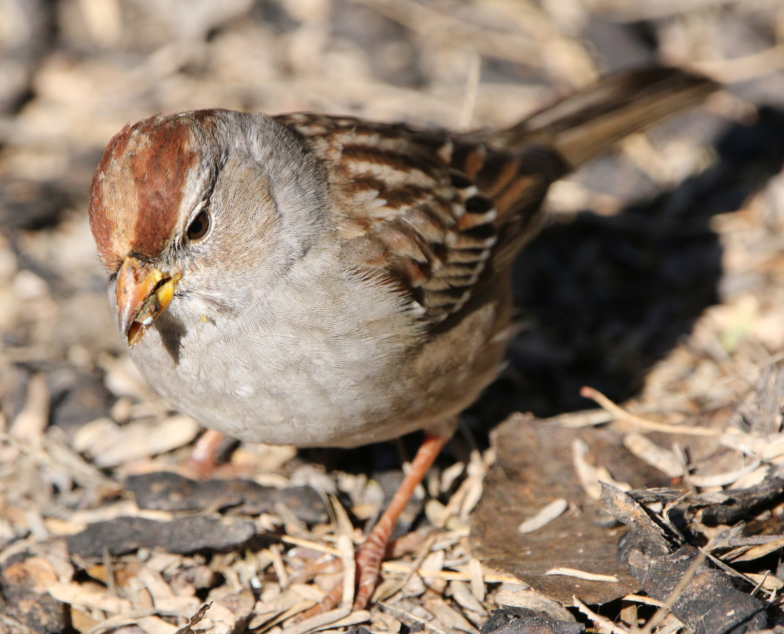 House Sparrow or Passer domesticus  Geotagged,House sparrow,Passer domesticus,United States,Winter