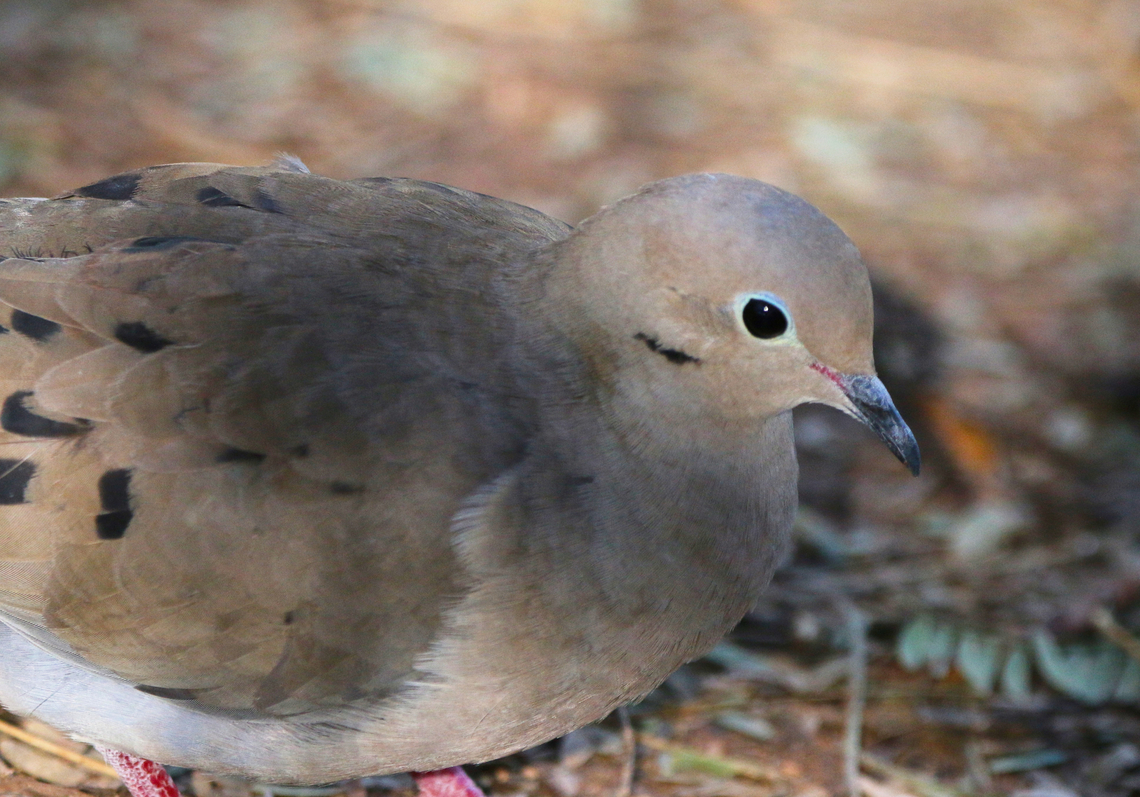 WHITE-WINGED MOURNING DOVE OR ZENAIDA ASIATICA  Geotagged,United States,White-winged dove,Winter,Zenaida asiatica