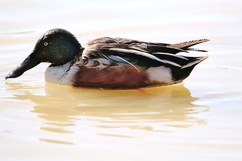 Northern Shoveler male or Spatula clypeata “Spatula clypeata” and “Anas clypeata” are actually the same species, known as the Northern Shoveler. The name change from “Anas clypeata” to “Spatula clypeata” occurred due to a molecular phylogenetic study published in 2009.
https://www.jungledragon.com/image/156120/northern_shoveler_or_spatula_clypeata.html
Female Geotagged,Northern Shoveler,Spatula clypeata,United States,Winter,duck