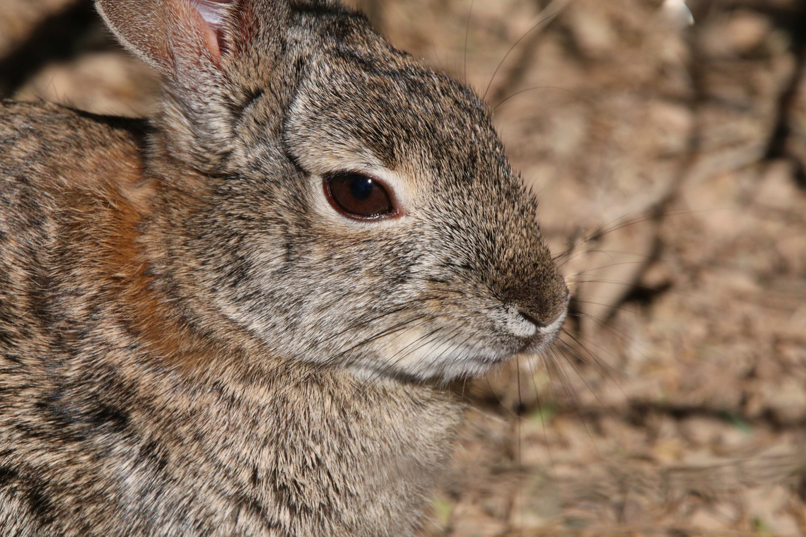 Desert cottontail or Sylvilagus audubonii  Desert cottontail,Geotagged,Sylvilagus audubonii,United States,Winter