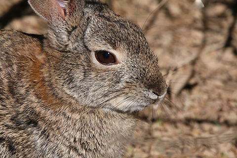 Desert cottontail or Sylvilagus audubonii  Desert cottontail,Geotagged,Sylvilagus audubonii,United States,Winter