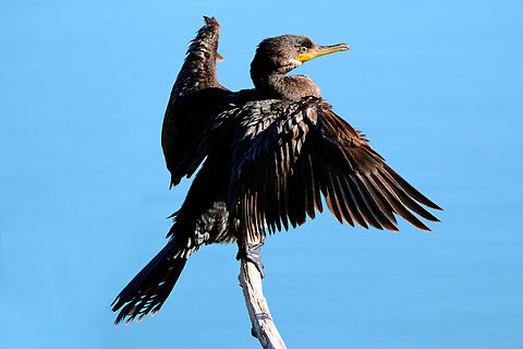 Neotropic Cormorant or Olivaceous cormorant Warmer winters, artificial water bodies, seasonal fish stocking, a selection of nesting trees and federal protection of the species has turned communities across metro Phoenix into an ideal long-term habitat for the cormorants.

Hundreds of these once migratory birds are now wintering in Arizona, setting off an environmental chain of dominoes on ecosystems across the region.

At southern Arizona, year-round hunting pressure from the birds has led to a dwindling fish population. With fewer fish in the lakes, algae has muddied the water, leading to more insects. An abundance of well-fed birds also means more droppings, which studies have shown can negatively alter soil chemistry.

Residents, have been asking homeowners associations and state agencies to intervene, but with federal protection, the cormorants are almost untouchable.

Almost.

Arizona is the only state in the country to have intentionally euthanized neotropic cormorants in more than a decade. Wildlife officials and conservationists continue to debate the legality of killing protected birds, which is made more complex with an impending change in presidential administrations.
https://www.azcentral.com/story/news/local/arizona-environment/2021/01/05/cormorants-settle-in-warmer-phoenix-climate-and-upset-local-ecosystem/4000112001/ Geotagged,Neotropic cormorant,Phalacrocorax brasilianus,United States,Winter
