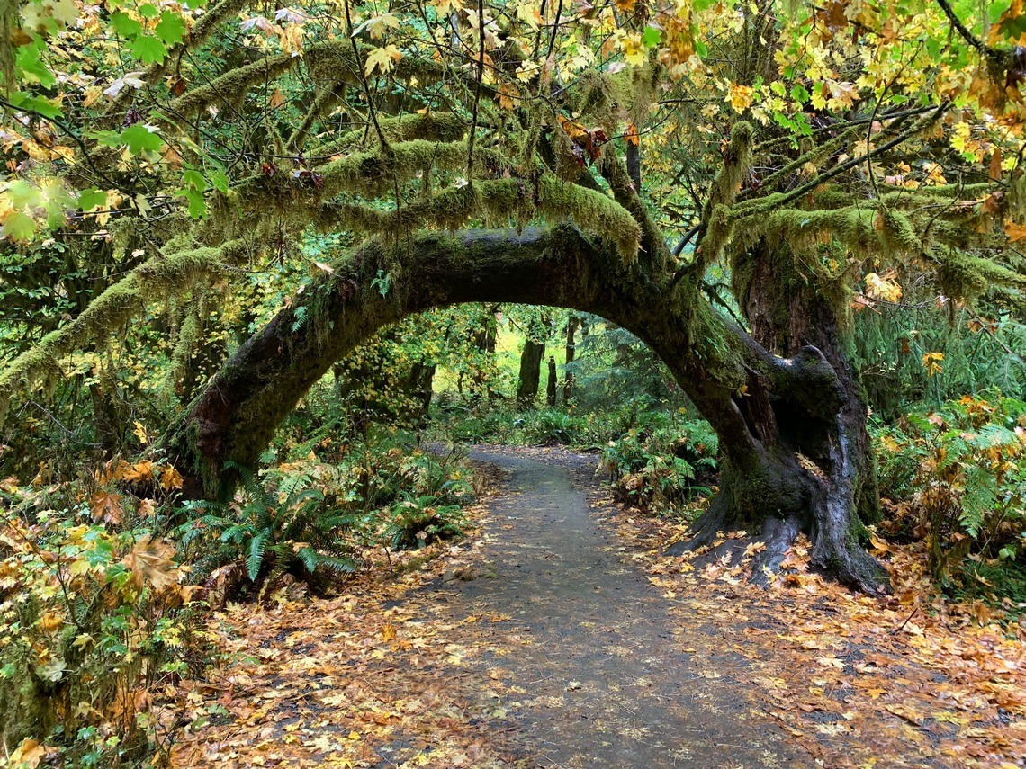 Vine Maple or Acer circinatum This very famous &quot;Fairy Bridge&quot; in the Hall of Mosses Trail of the Hoh Rain Forest in Olympic National Park. Mosses include stair-step moss, cattail moss, spike mosses and club mosses.<br />
<br />
Mosses in the Hall of Mosses trail include;<br />
Cat&#039;s Tail Moss (Pseudisothecium stoloniferum)<br />
Stairstep Moss (Hylocomium splendens)<br />
Oregon Spike-Moss (Selaginella oregana)<br />
Fan Moss (Rhizomnium glabrescens)<br />
Lanky Moss (Rhytidiadelphus loreus)<br />
Broom Moss (Dicranum scoparium)<br />
Dendroalsia Moss (Dendroalsia abetina)<br />
Menzie&#039;s Tree Moss (Leucolepis acanthoneura)<br />
Oregon Beaked Moss (Kindbergia oregana)<br />
Hypnum circinale<br />
Waved Silk-Moss (Plagiothecium undulatum)<br />
Neat Feather-Moss (Pseudoscleropodium purum)<br />
Shingle Moss (Neckera pennata)<br />
Common Feather-Moss (Kindbergia praelonga)<br />
Rough Goose Neck Moss (Hylocomiadelphus triquetrus)<br />
Isothecium spp.<br />
Mouse-tail Moss (Pseudisothecium myosuroides)<br />
Haircut Mosses (Polytrichum spp.)<br />
Dusky Fork-Moss (Dicranum fuscescens)<br />
Pendulous Wing-Moss (Antitrichia curtipendula)<br />
Lyell&#039;s Bristle-Moss (Pulvigera lyellii)<br />
 Acer circinatum,Geotagged,Hall of Mosses,Hoh Rain Forest,Moss,United States,Vine Maple,mosses