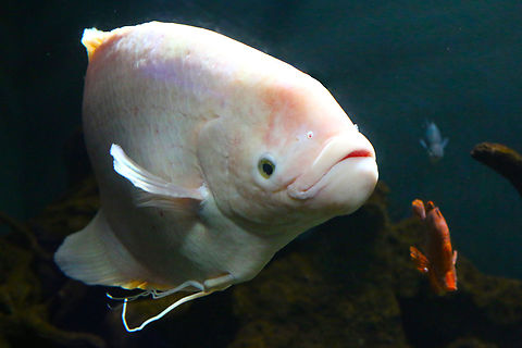 Giant Gourami or Osphrenemus goramy Scottsdale, AZ aquarium Geotagged,Giant Gourami,Giant gourami,Osphrenemus goramy,Osphronemus goramy,United States,Winter,fish