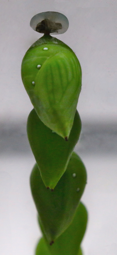 White Morpho pupa or Morpho polyphemus  Geotagged,Morpho polyphemus,United States,White Morpho,Winter,pupa