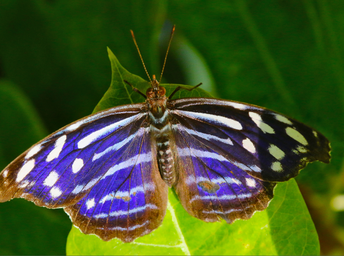 Whitened Bluewing or Myscelia cyaniris  Blue-banded purplewing,Geotagged,Myscelia cyaniris,United States,Winter