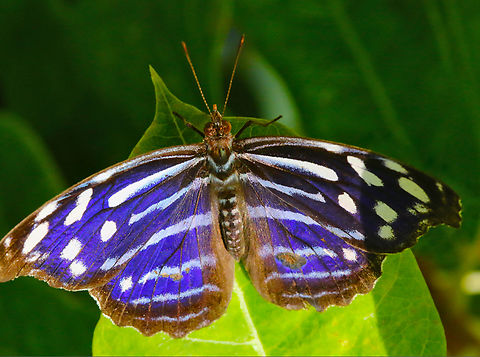 Whitened Bluewing or Myscelia cyaniris  Blue-banded purplewing,Geotagged,Myscelia cyaniris,United States,Winter