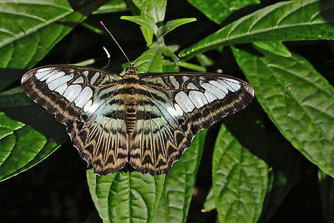 Blue Clipper butterfly or Parthenos sylvia  Clipper,Geotagged,Parthenos sylvia,United States,Winter