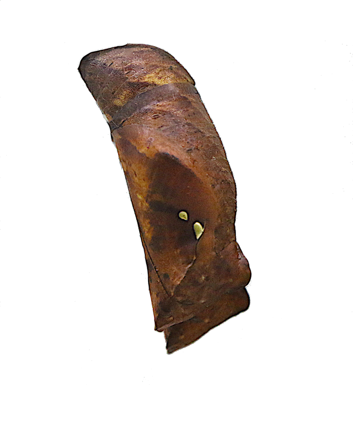 Magnificent Owl butterfly pupa or Caligo atreus  Caligo atreus,Geotagged,United States,Winter,Yellow-edged Giant Owl