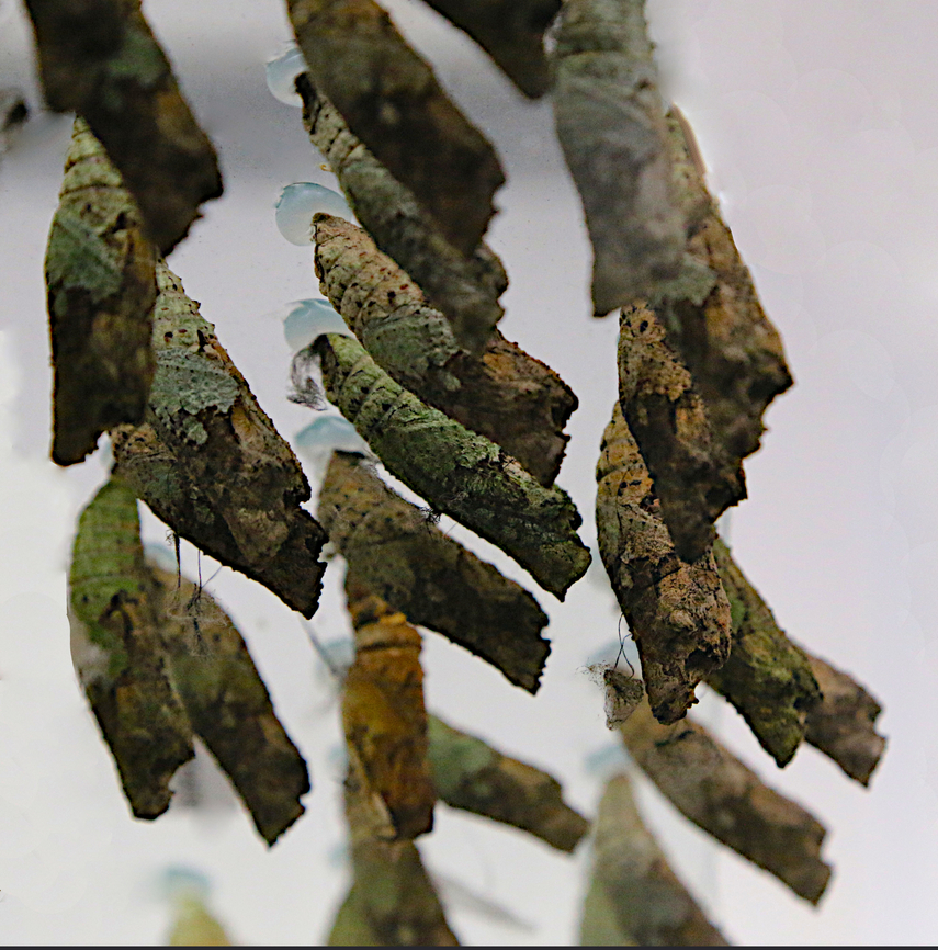 Dusky Swallowtail butterfly pupa or Papilio erostratus  Erostratus swallowtail,Geotagged,Papilio erostratus,United States,Winter,pupa