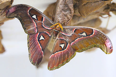 Atlas Moth or Attacus atlas This had just emerged from its pupa Atlas Moth,Attacus atlas,Geotagged,United States,Winter