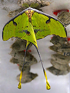 African Moon Moth emerging from its pupa or Argema mimosae From Butterfly Wonderland Scottsdale, AZ African Moon Moth,Argema mimosae,Geotagged,United States,Winter,pupa