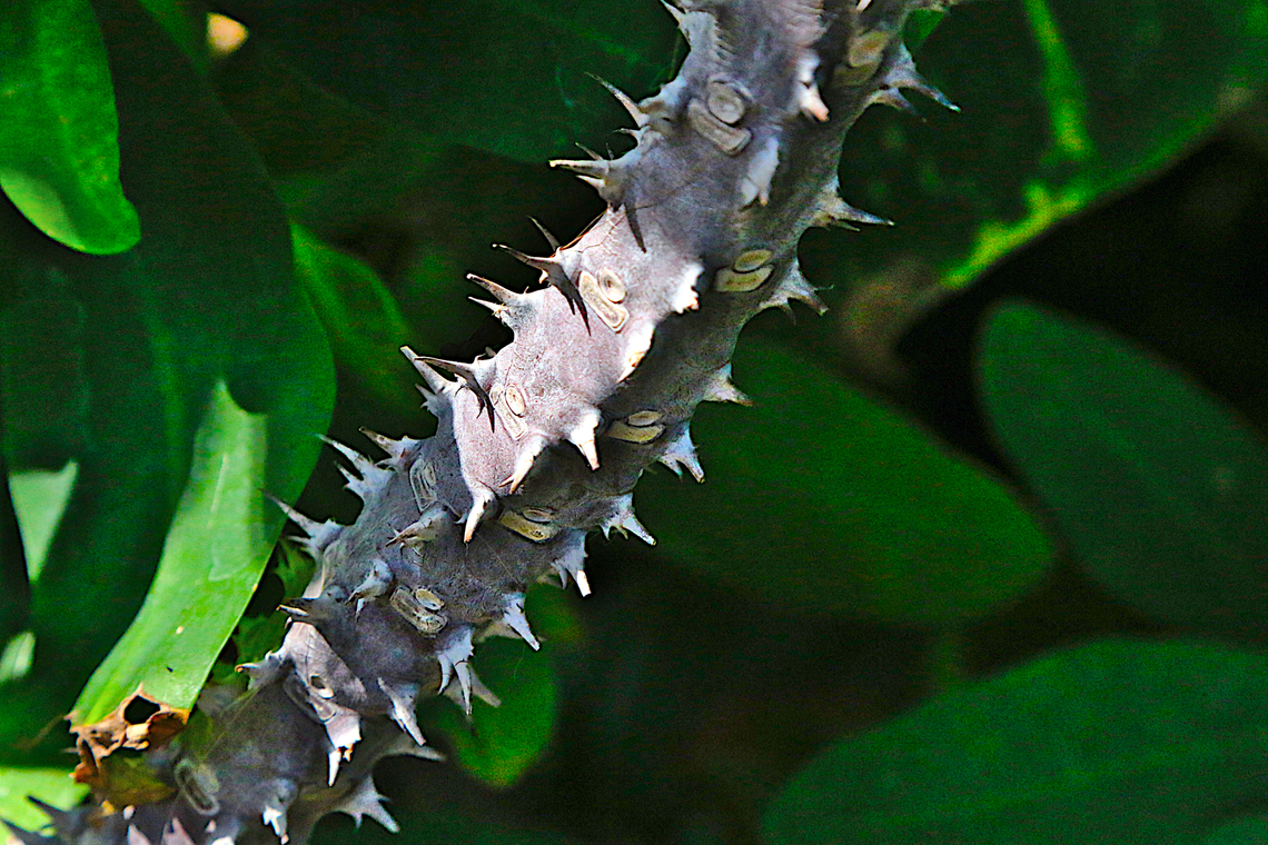 Crown of Thorns stem or Euphorbia milii <figure class="photo"><a href="https://www.jungledragon.com/image/157078/crown_of_thorn_flower_or_euphorbia_milii.html" title="Crown of Thorn flower or Euphorbia milii"><img src="https://s3.amazonaws.com/media.jungledragon.com/images/5803/157078_thumb.JPG?AWSAccessKeyId=05GMT0V3GWVNE7GGM1R2&Expires=1767225610&Signature=TYzD7Jp%2FZ7JWTHqpnOZeXvAramY%3D" width="200" height="134" alt="Crown of Thorn flower or Euphorbia milii  Euphorbia milii,Euphorbia millii,Geotagged,United States,Winter" /></a></figure><br />
The flower Euphorbia milii,Euphorbia millii,Geotagged,United States,Winter