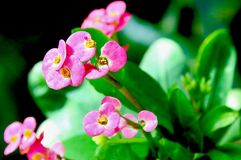 Crown of Thorn flower or Euphorbia milii  Euphorbia milii,Euphorbia millii,Geotagged,United States,Winter