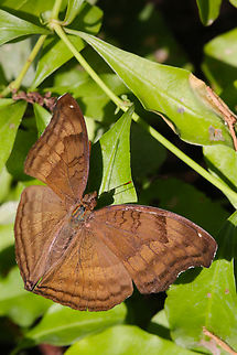 Chocolate Pansy or Junonia iphita  Chocolate pansy,Geotagged,Junonia iphita,United States,Winter