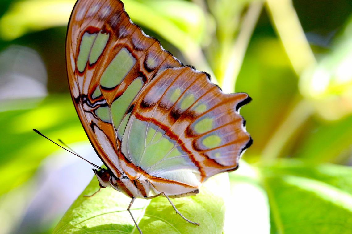 Malachite Butterfly or Siproeta stelenes  Geotagged,Malachite,Siproeta stelenes,United States,Winter