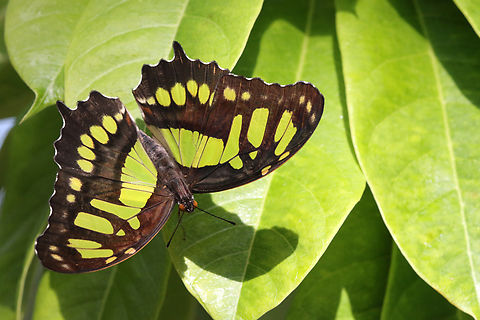 Malachite Butterfly or Siproeta stelenes https://www.jungledragon.com/image/157085/malachite_butterfly_or_siproeta_stelenes.html Geotagged,Malachite,Siproeta stelenes,United States,Winter