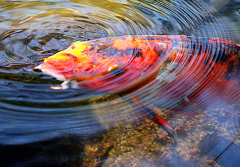 Butterfly Koi fish or Cyprinus rubrofuscus After I took this shot, I saw that the colors and the rippling water turned this Koi picture into an abstract image. I liked it. Amur carp,Cyprinus rubrofuscus,Geotagged,United States,Winter