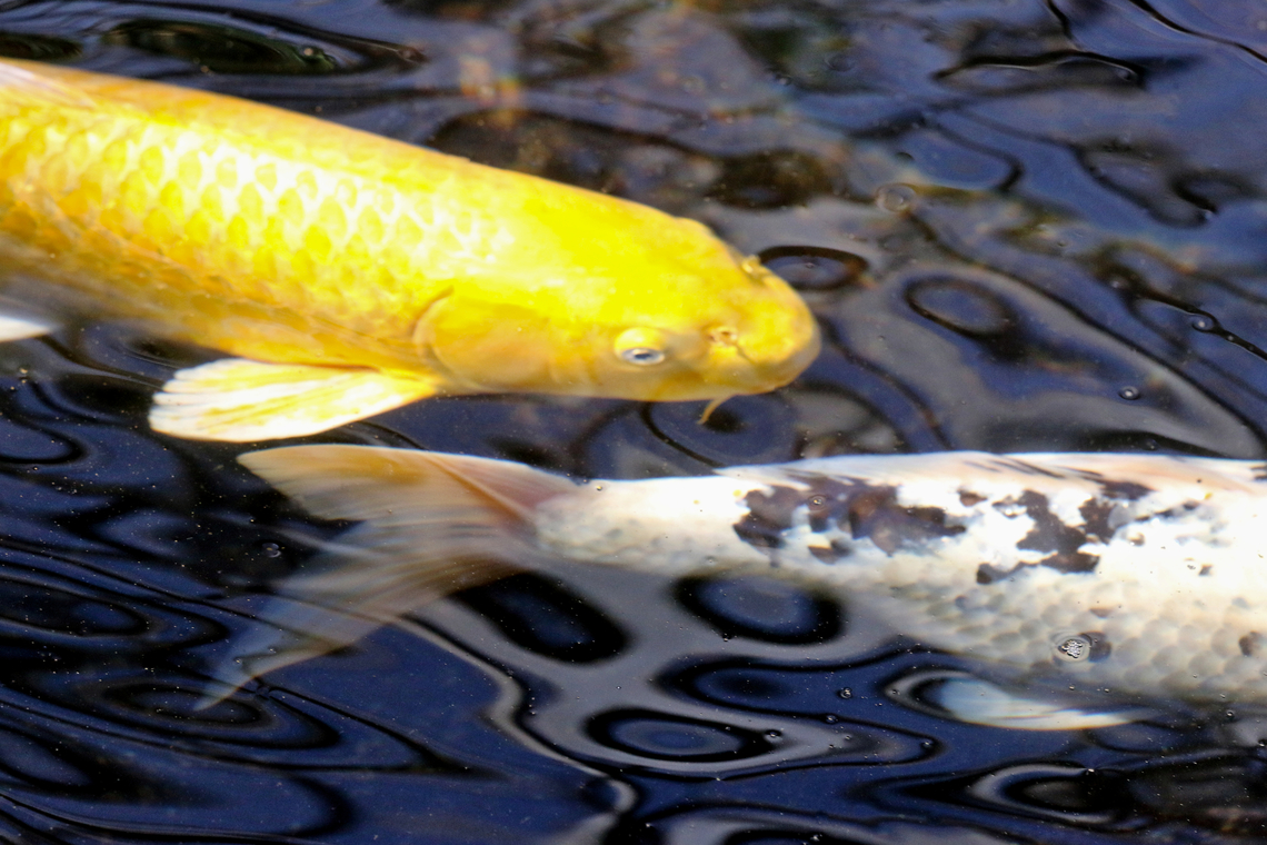 Ogon Koi or Cyprinus rubrofuscus  Amur carp,Cyprinus rubrofuscus,Geotagged,United States,Winter