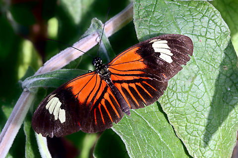 Postman butterfly or Heliconius melpomene  Common postman,Geotagged,Heliconius melpomene,United States,Winter