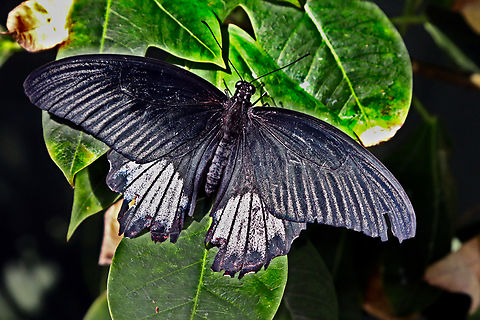 Great mormon or Papilio memnon  Geotagged,Great Mormon,Papilio memnon,United States,Winter