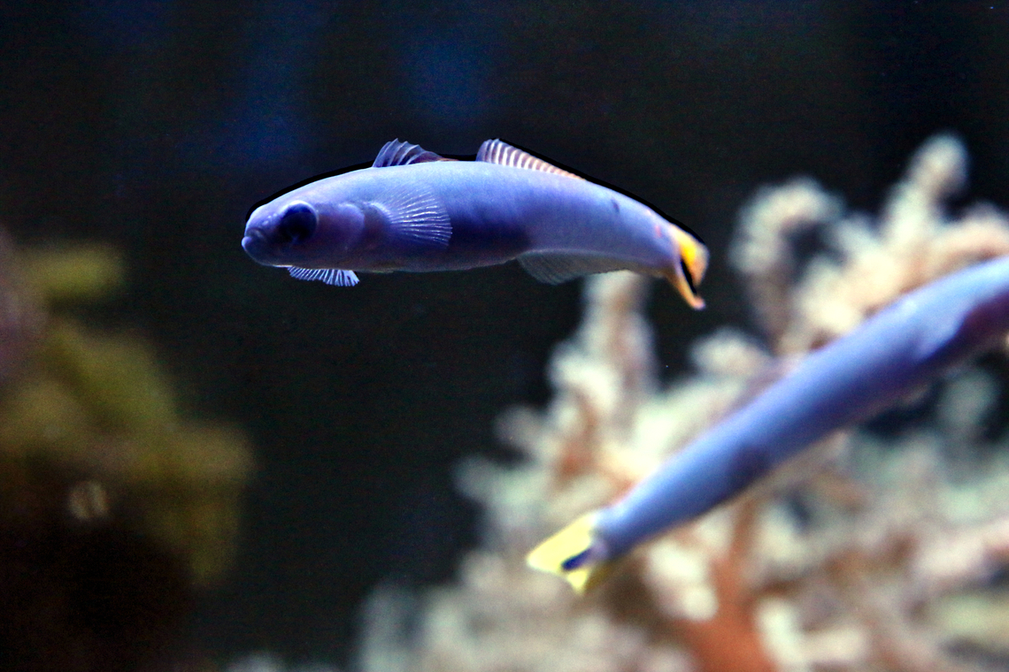 Blue Gudgeon Dartfish or Ptereleotris heteroptera <figure class="photo"><a href="https://www.jungledragon.com/image/157109/blue_gudgeon_dartfish_or_ptereleotris_heteroptera.html" title="Blue Gudgeon Dartfish or Ptereleotris heteroptera"><img src="https://s3.amazonaws.com/media.jungledragon.com/images/5803/157109_thumb.JPG?AWSAccessKeyId=05GMT0V3GWVNE7GGM1R2&Expires=1767225610&Signature=CLrGsYwq3BqwgW2fTmmxl7f160Q%3D" width="200" height="82" alt="Blue Gudgeon Dartfish or Ptereleotris heteroptera  Geotagged,Ptereleotris heteroptera,United States,Winter" /></a></figure> Geotagged,Ptereleotris heteroptera,United States,Winter