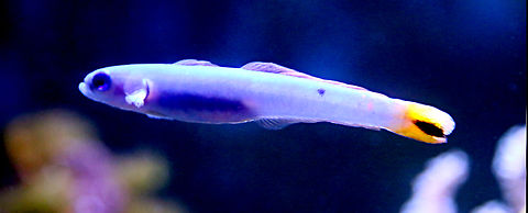 Blue Gudgeon Dartfish or Ptereleotris heteroptera  Geotagged,Ptereleotris heteroptera,United States,Winter