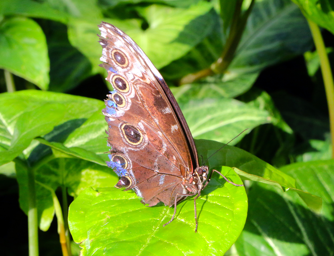 Blue Morpho ventral view or Morpho peleides I could only get the ventral side of this Morpho. The wing tips are broken, chipped and roughed up and it would not sit still for even a few moments Geotagged,Morpho peleides,Peleides blue morpho,United States,Winter