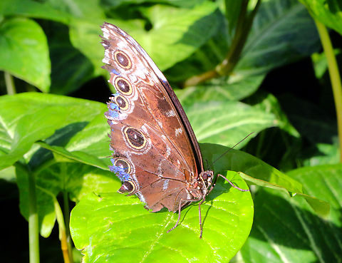 Blue Morpho ventral view or Morpho peleides I could only get the ventral side of this Morpho. The wing tips are broken, chipped and roughed up and it would not sit still for even a few moments Geotagged,Morpho peleides,Peleides blue morpho,United States,Winter