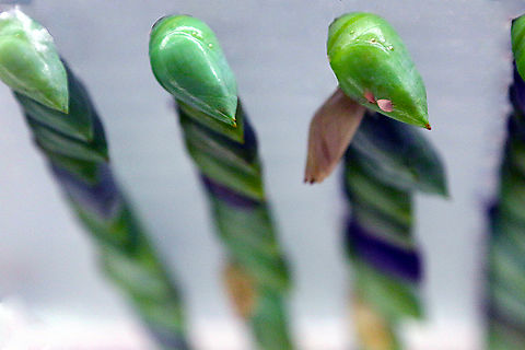 Common Morpho butterfly pupa or Morpho peleides  Geotagged,Morpho peleides,Peleides blue morpho,United States,Winter