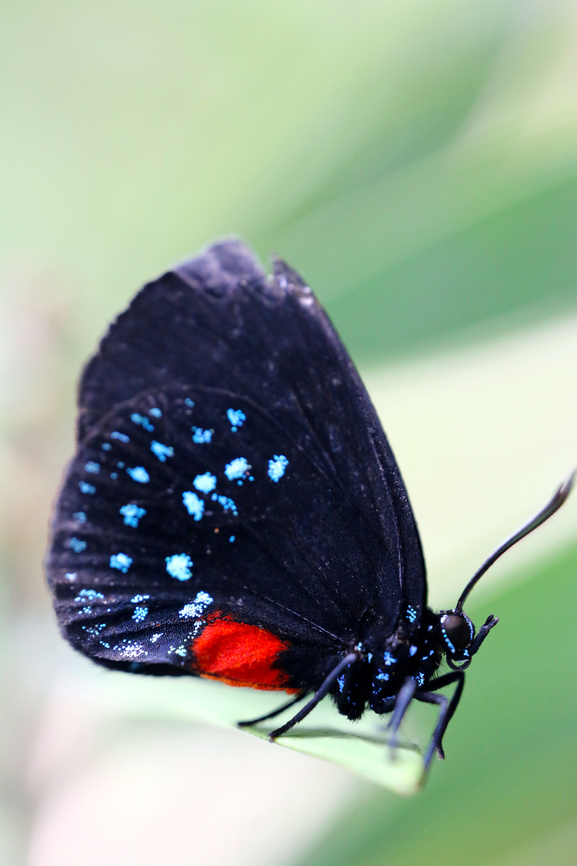 Atala butterfly or Eumaeus atala  Eumaeus atala,Geotagged,United States,Winter