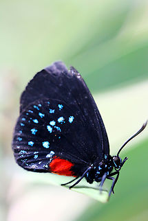 Atala butterfly or Eumaeus atala  Eumaeus atala,Geotagged,United States,Winter