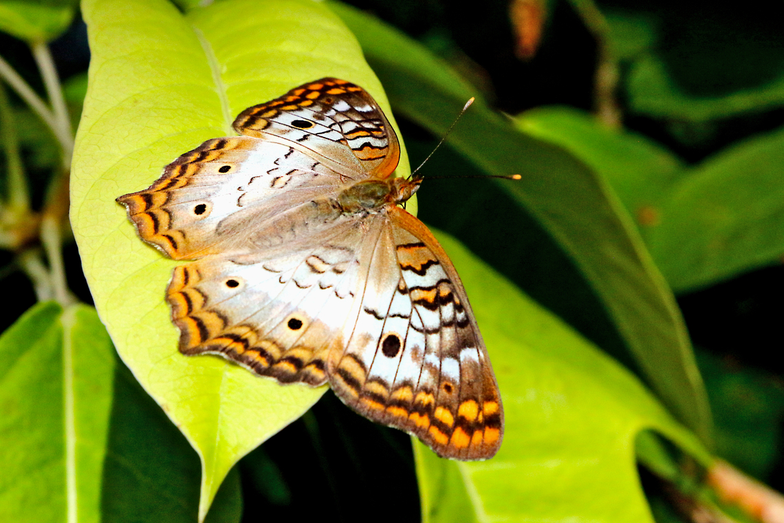 White Peacock or Anartia jatrophae  Anartia jatrophae,Geotagged,United States,White Peacock,Winter