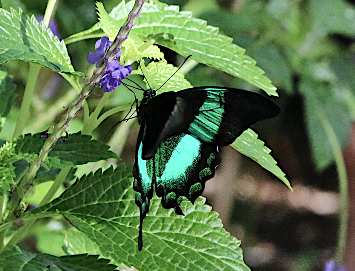 Banded Peacock or Papilio palinurus  Emerald Swallowtail,Geotagged,Papilio palinurus,United States,Winter