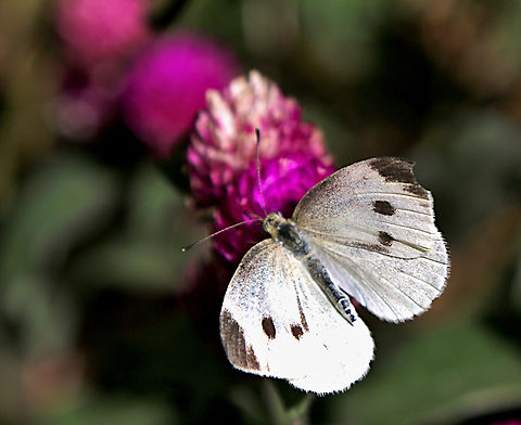 Cabbage White Butterfly or Pieris rapae  Fall,Geotagged,Pieris rapae,Small White,United States