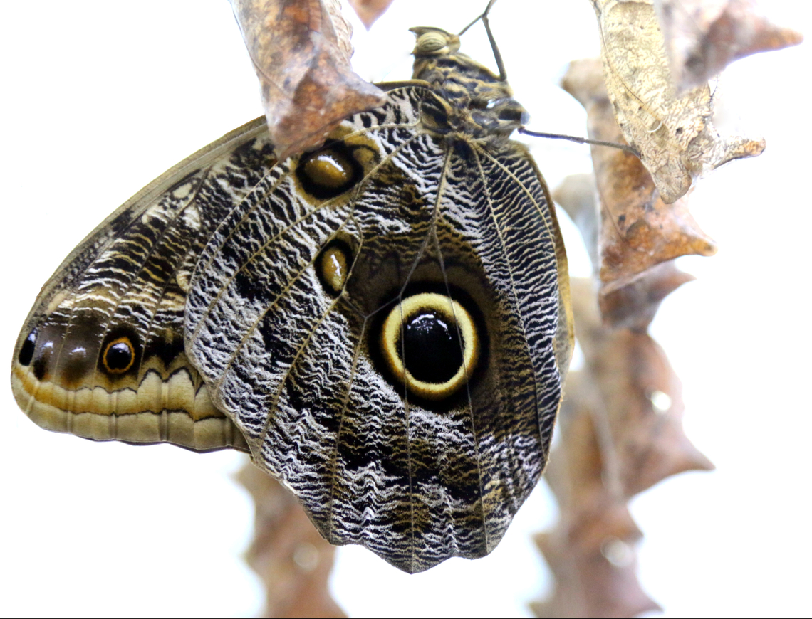 Magnificent Owl butterfly or Caligo atreus Just emerging from its pupa Caligo atreus,Geotagged,United States,Winter,Yellow-edged Giant Owl