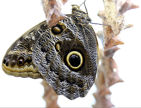 Magnificent Owl butterfly or Caligo atreus Just emerging from its pupa Caligo atreus,Geotagged,United States,Winter,Yellow-edged Giant Owl