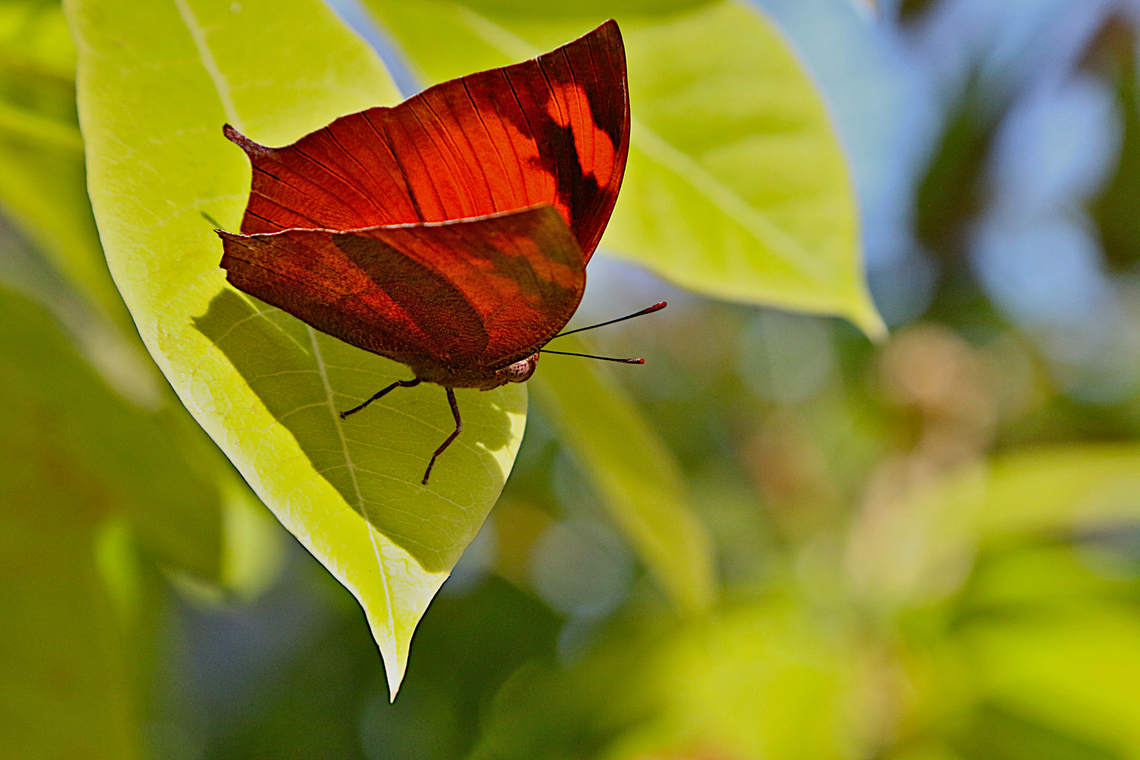 Pointed Leafwing or Fountainea eurypyle confusa  Fountainea eurypyle,Geotagged,Pointed Leafwing Butterfly,United States,Winter