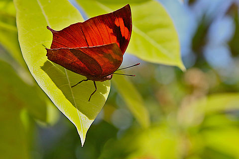 Pointed Leafwing or Fountainea eurypyle confusa  Fountainea eurypyle,Geotagged,Pointed Leafwing Butterfly,United States,Winter