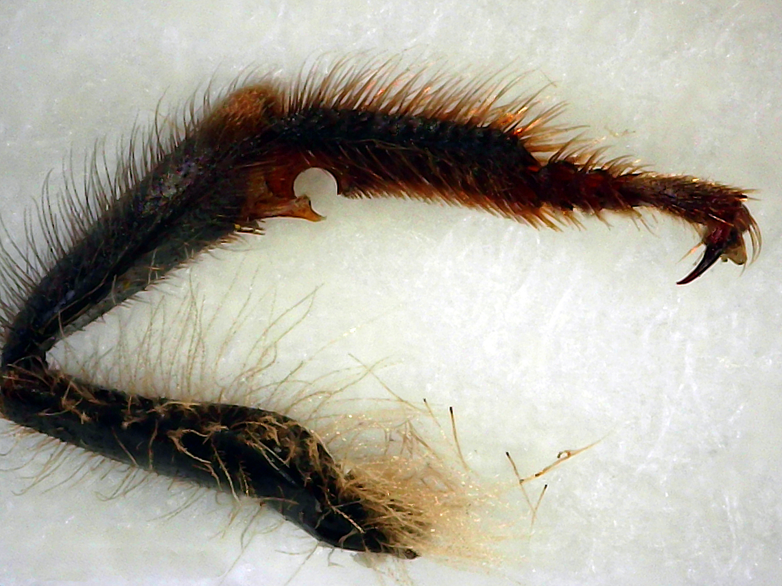 Western Honeybee antenna cleaner or Apis mellifera Bees have an antenna cleaner on each of their two front legs. The antenna cleaners are made of two parts: a circular notch in the basitarsus, which is fitted with stiff hairs, and a corresponding spur on the tibia. According to Mattingly (2013) &ldquo;To use the antenna cleaner, the [bee] raises her foreleg over her antenna and then flexes her tarsus. This action allows the spur to close the notch and form a ring around the antenna.&rdquo; Apis mellifera,Geotagged,United States,Western honey bee