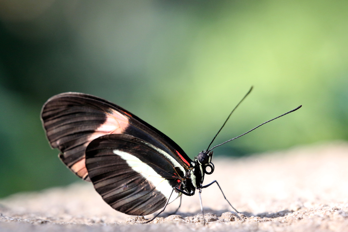 Red Postman or Heliconius erato  Geotagged,Heliconius erato,Red postman,United States,Winter