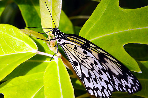 Paper Kite butterfly or Idea leuconoe  Geotagged,Idea leuconoe,Paper Kite,United States,Winter