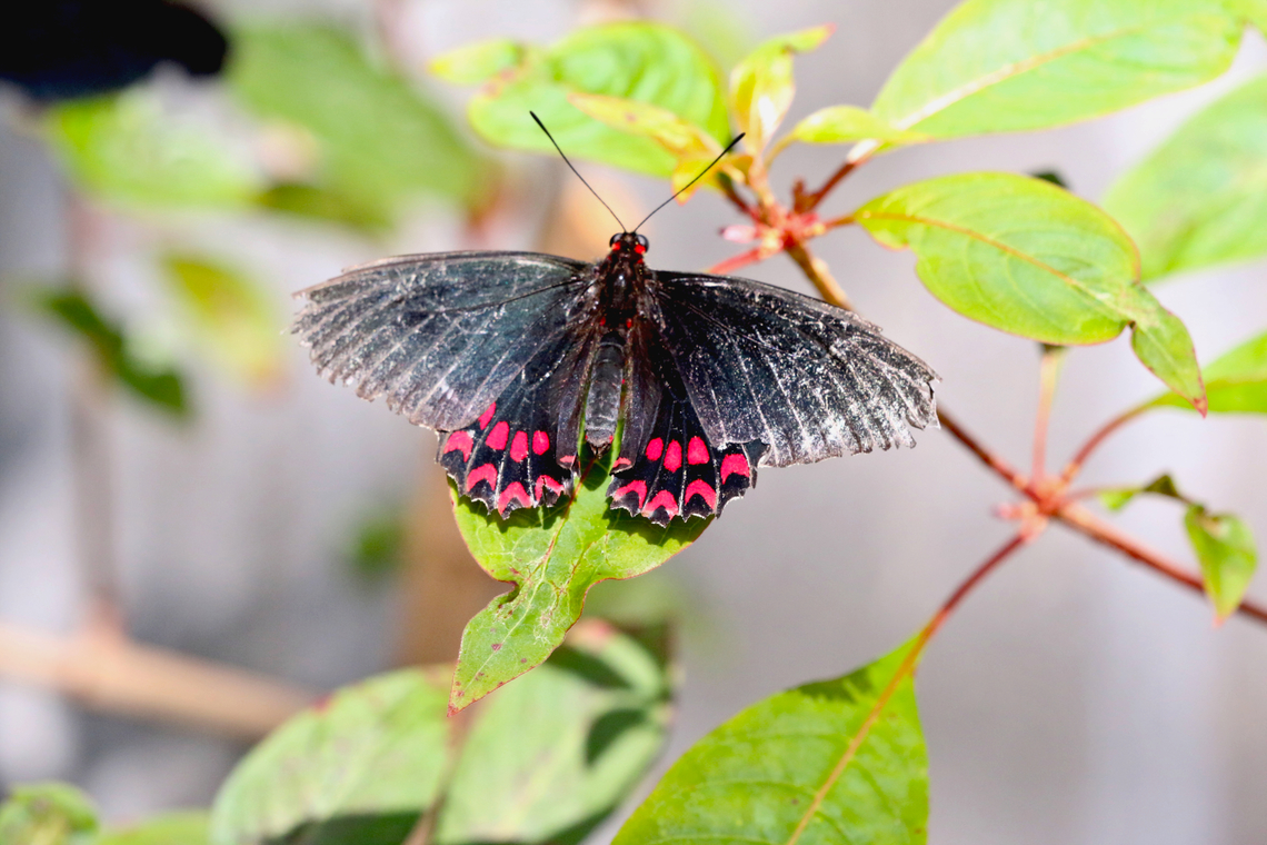 Pink-spotted Cattleheart or Parides photinus Butterfly Wonderland Scottsdale, AZ Geotagged,Parides photinus,Pink-spotted Cattleheart,United States,Winter