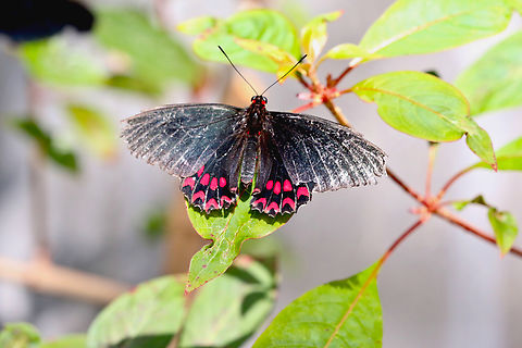 Pink-spotted Cattleheart or Parides photinus Butterfly Wonderland Scottsdale, AZ Geotagged,Parides photinus,Pink-spotted Cattleheart,United States,Winter