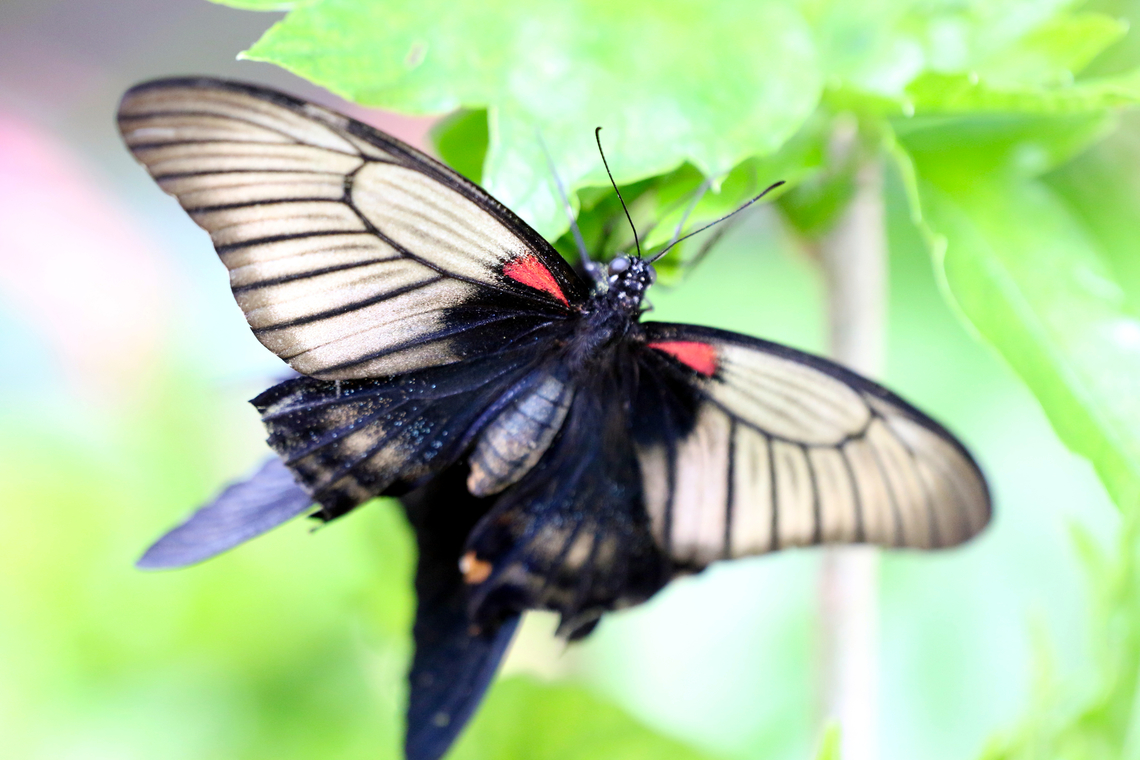 Great Yellow Mormon Swallowtail or Papilio lowii Worn out from life Geotagged,Great yellow Mormon,Papilio lowi,United States,Winter